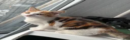 Domestic Shorthair cats for sale: 2 kittens looking for forever home! - Advert 2