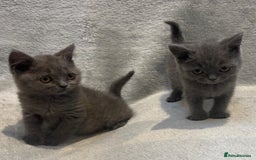 British Shorthair cats for sale: British short hair kittens  - Image 6