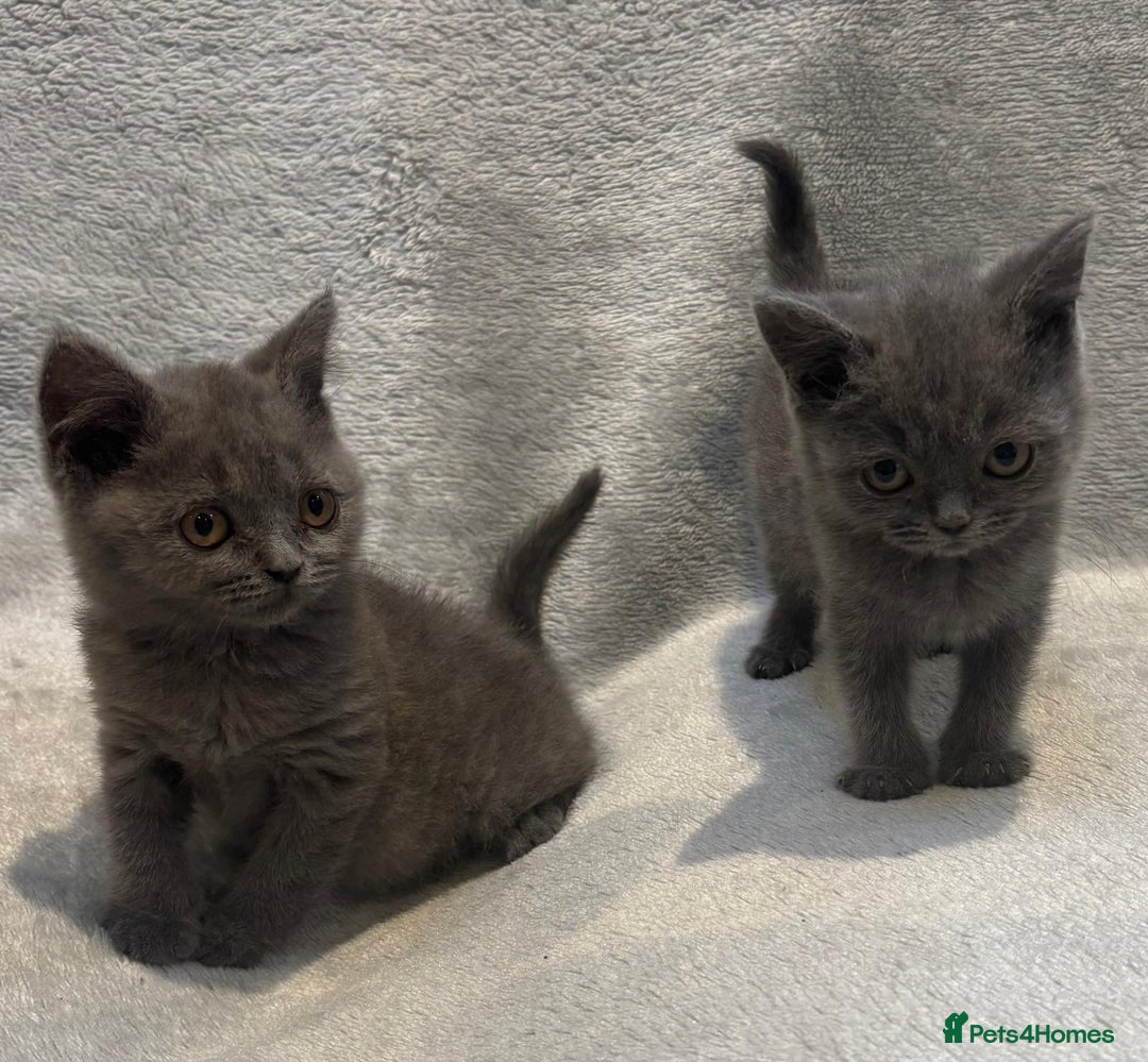 British Shorthair cats for sale: British short hair kittens  - Image 6