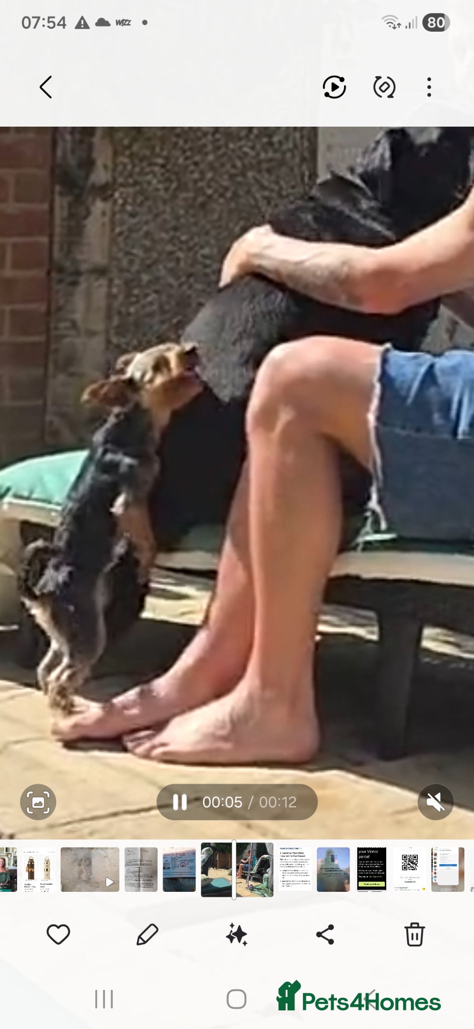 Yorkshire Terrier dogs for stud: Yorkshire terier stud - Advert 4