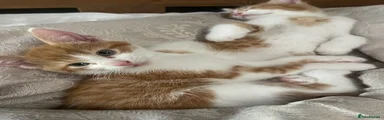 Ginger boy 2