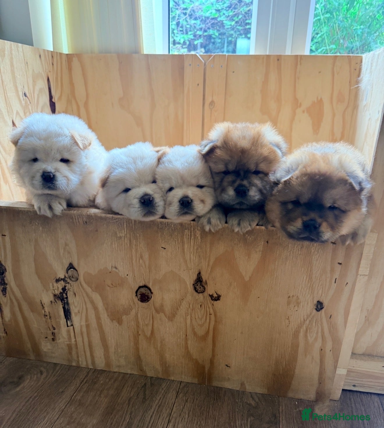 Chow Chow dogs READY NEXT WEEK!! Gorgeous Chow Chow Puppies 🐻 - Advert 2