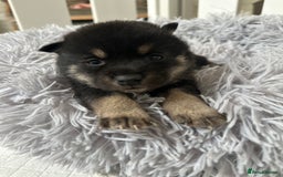 Japanese Shiba Inu dogs for sale: Japanese Shiba Inu puppies - Image 5