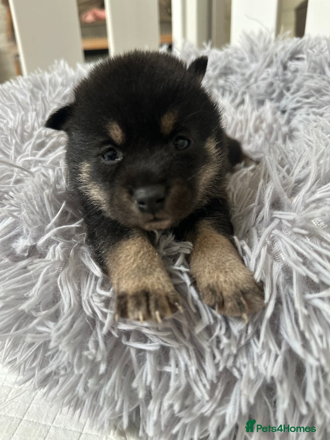 Japanese Shiba Inu dogs for sale: Japanese Shiba Inu puppies - Image 5
