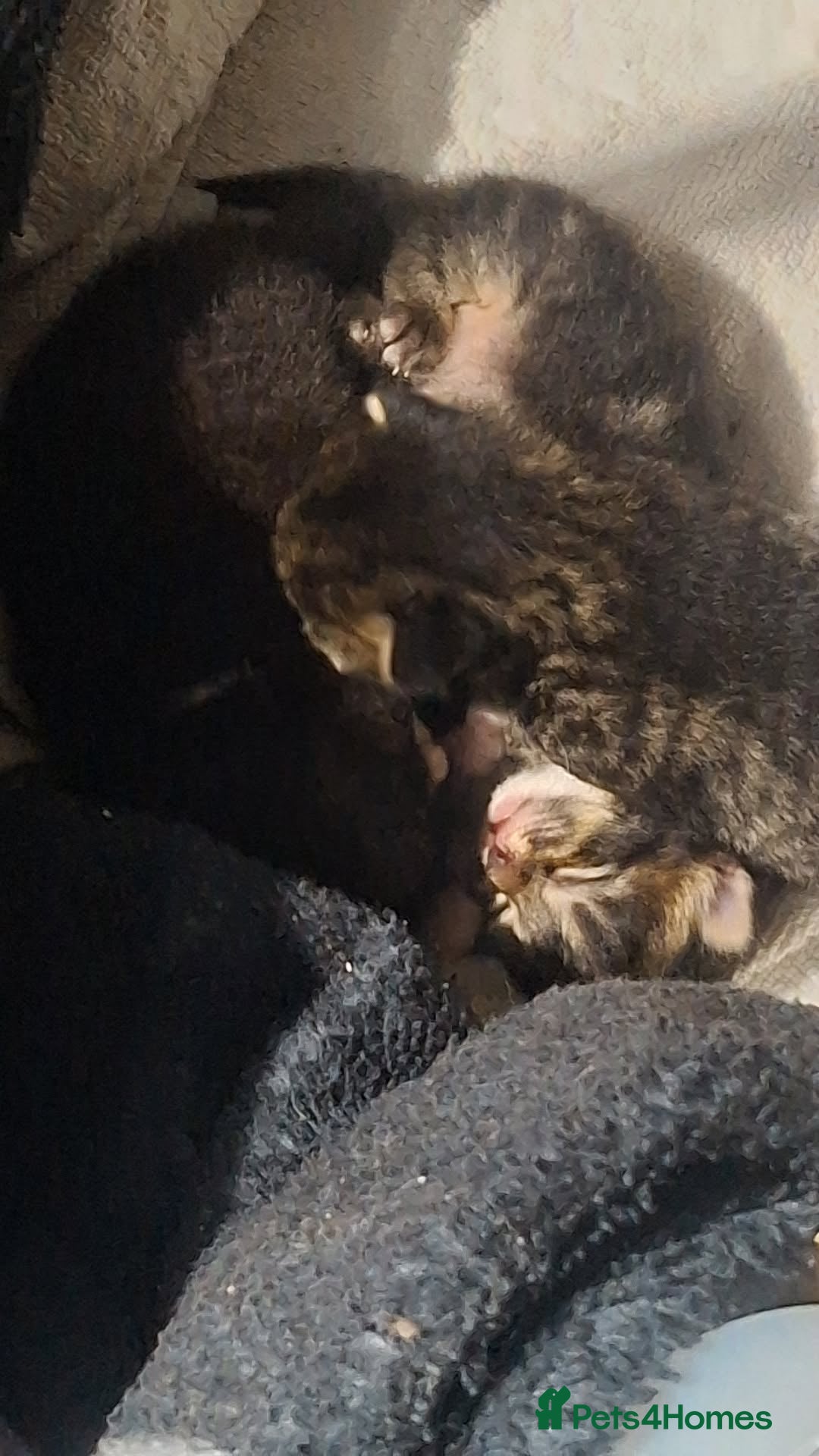 Mixed Breed cats for sale: 3 kittens for sale - Image 4