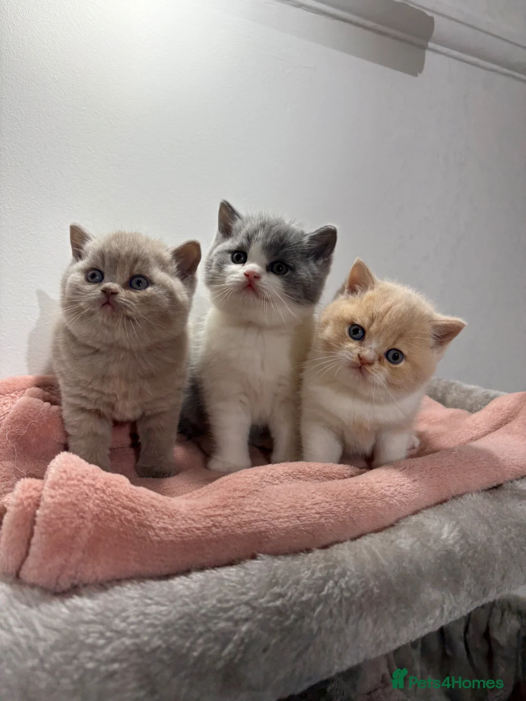 British Shorthair cats for sale: 3 BEAUTIFUL BRITISH SHORTHAIR KITTENS AVAILABLE 🐾 in London - Advert 1