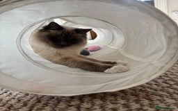 Ragdoll cats for sale: Male Ragdoll for sale - Image 4