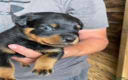 Rottweiler dogs for sale: Rottweiler pups - Image 10