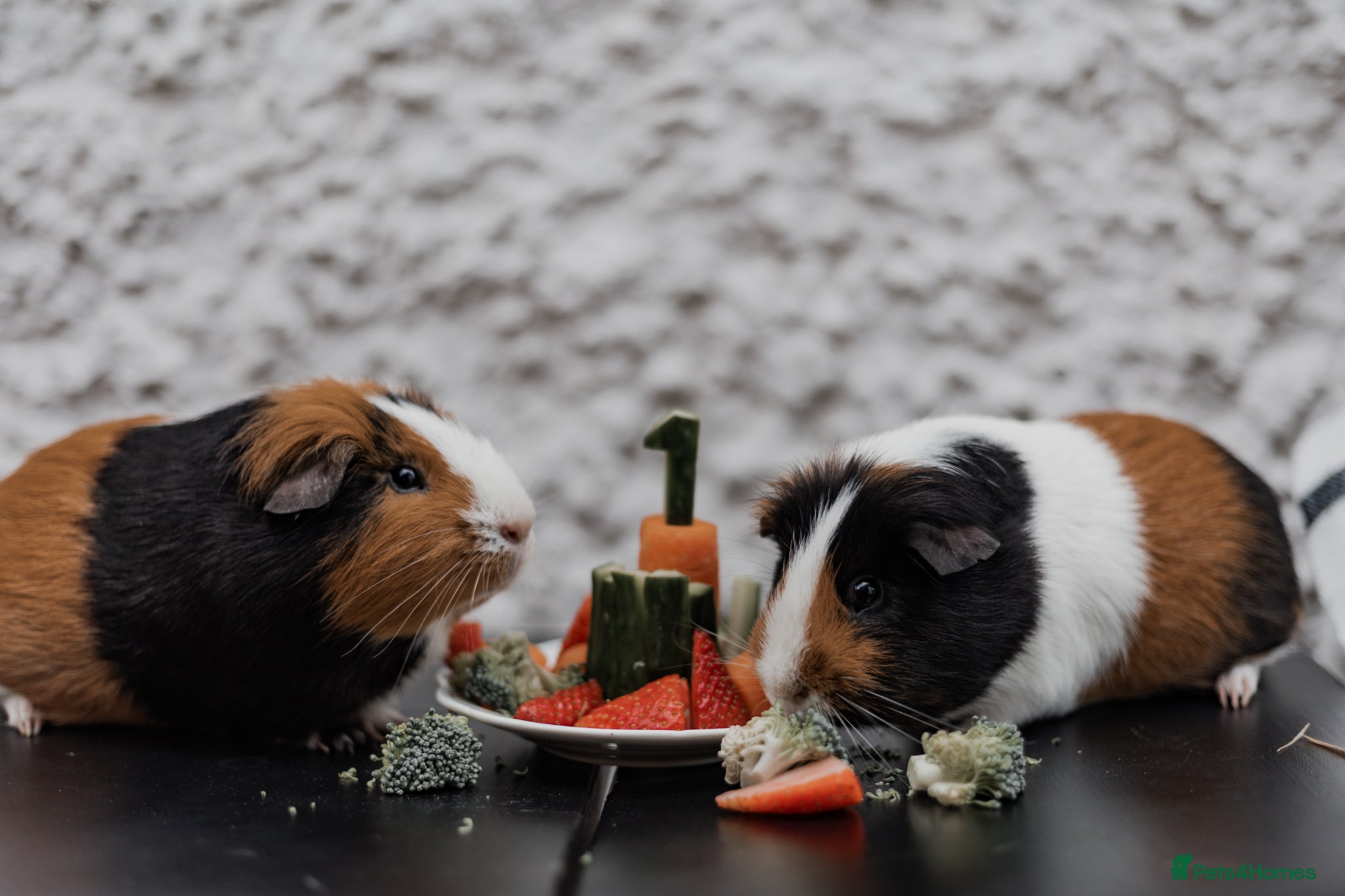 Guinea Pig rodents Beautiful pair of boys for sale - Advert 1