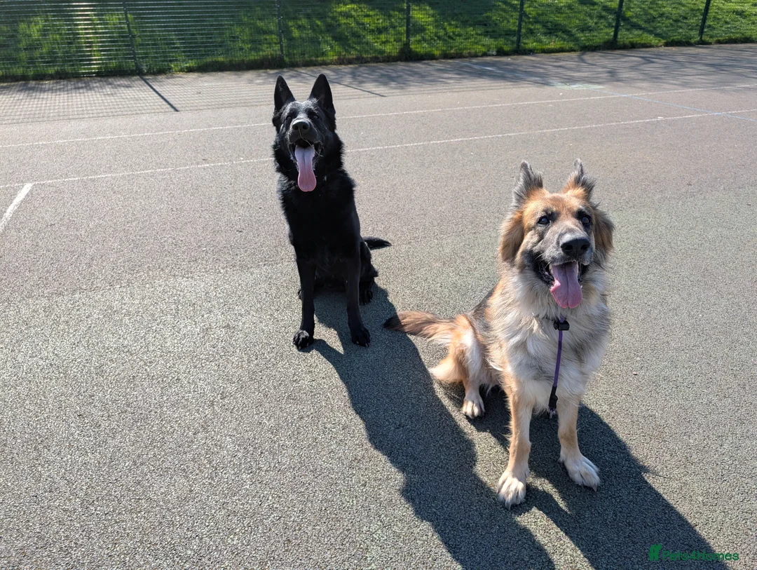 German Shepherd dogs for sale: German shepherd puppies due July - Advert 2
