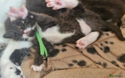 British Shorthair cats for sale: British Shorthair Mix Kittens  - Image 18