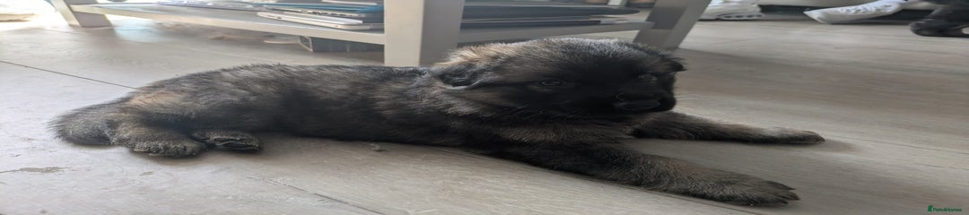 German Shepherd Puppy 5