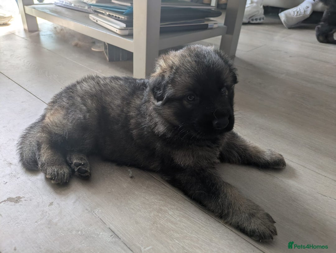 German Shepherd dogs for sale: German shepherd pups  - Image 8