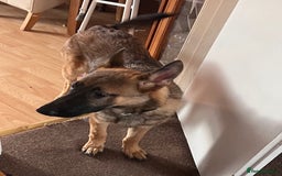 German Shepherd dogs for sale: German Shepherd 6 months old Male Dog  - Image 2