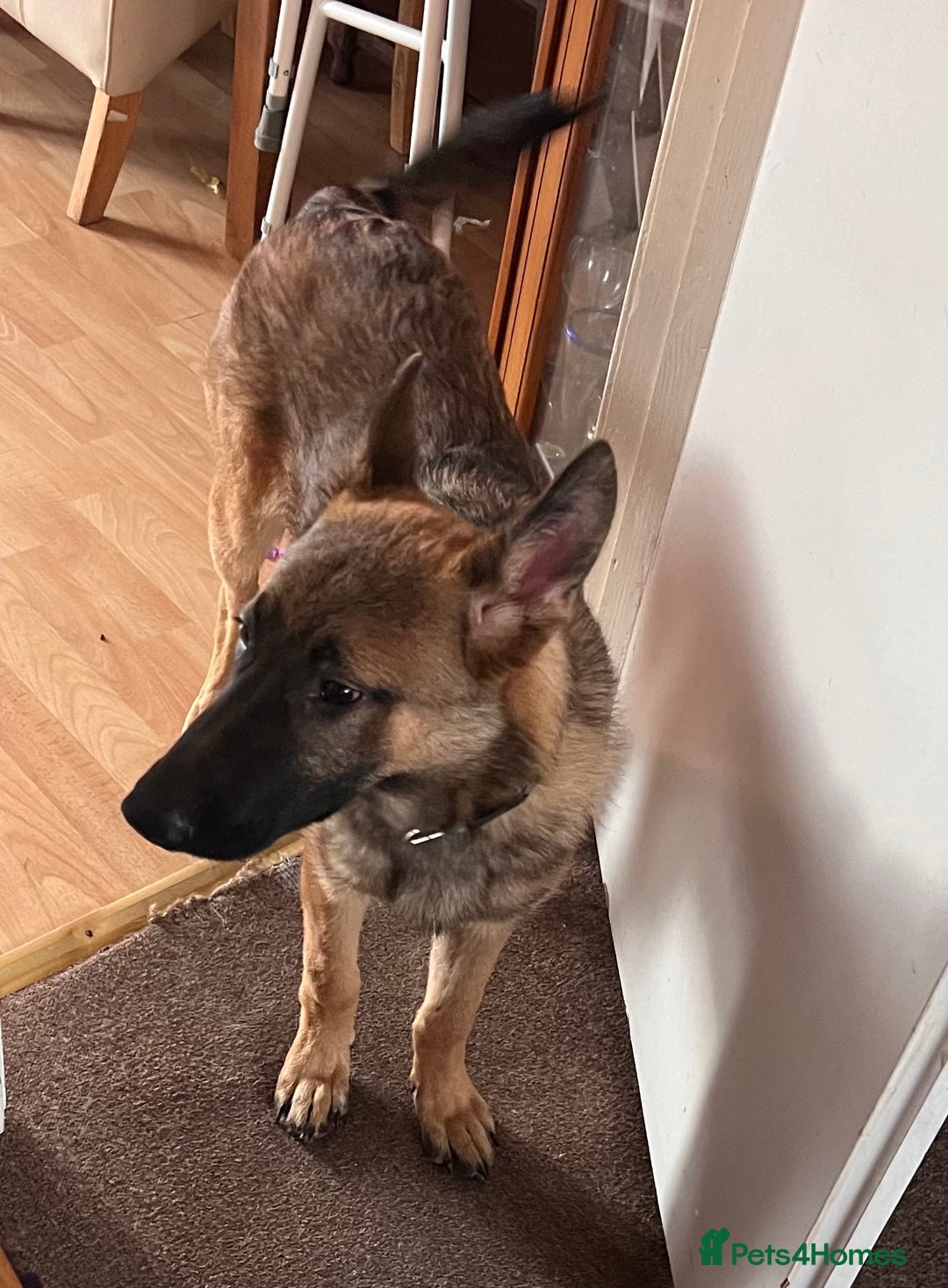 German Shepherd dogs for sale: German Shepherd 6 months old Male Dog  - Image 2