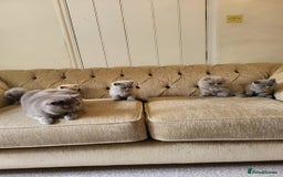 British Shorthair cats for sale: ⚡️🔥British 🔥shorthair kittens 😸  - Image 9