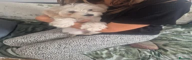 Maltese 1