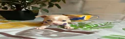 Chihuahua dogs for sale: Beautiful Chihuahua Puppies - Advert 6