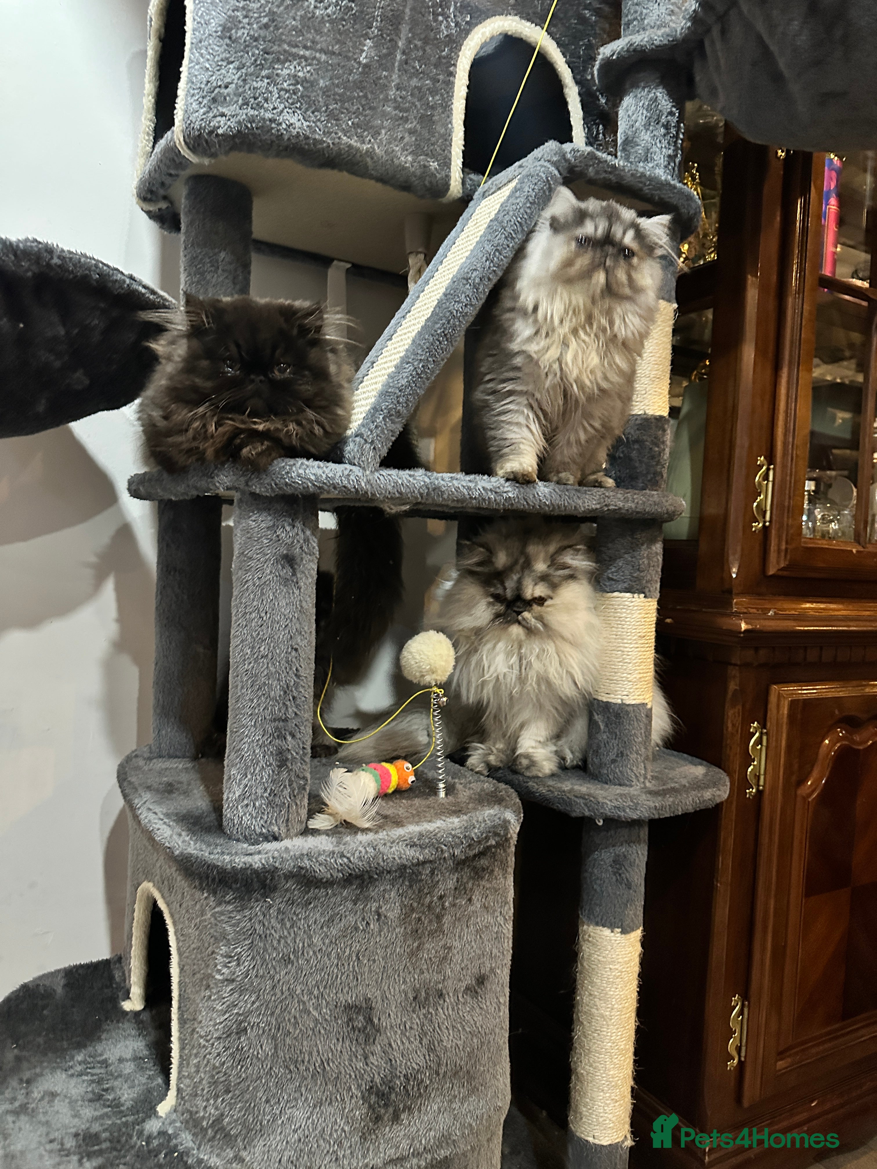 Persian cats Persian cats for sale - Advert 1