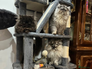 Persian cats Persian cats for sale - Advert 1