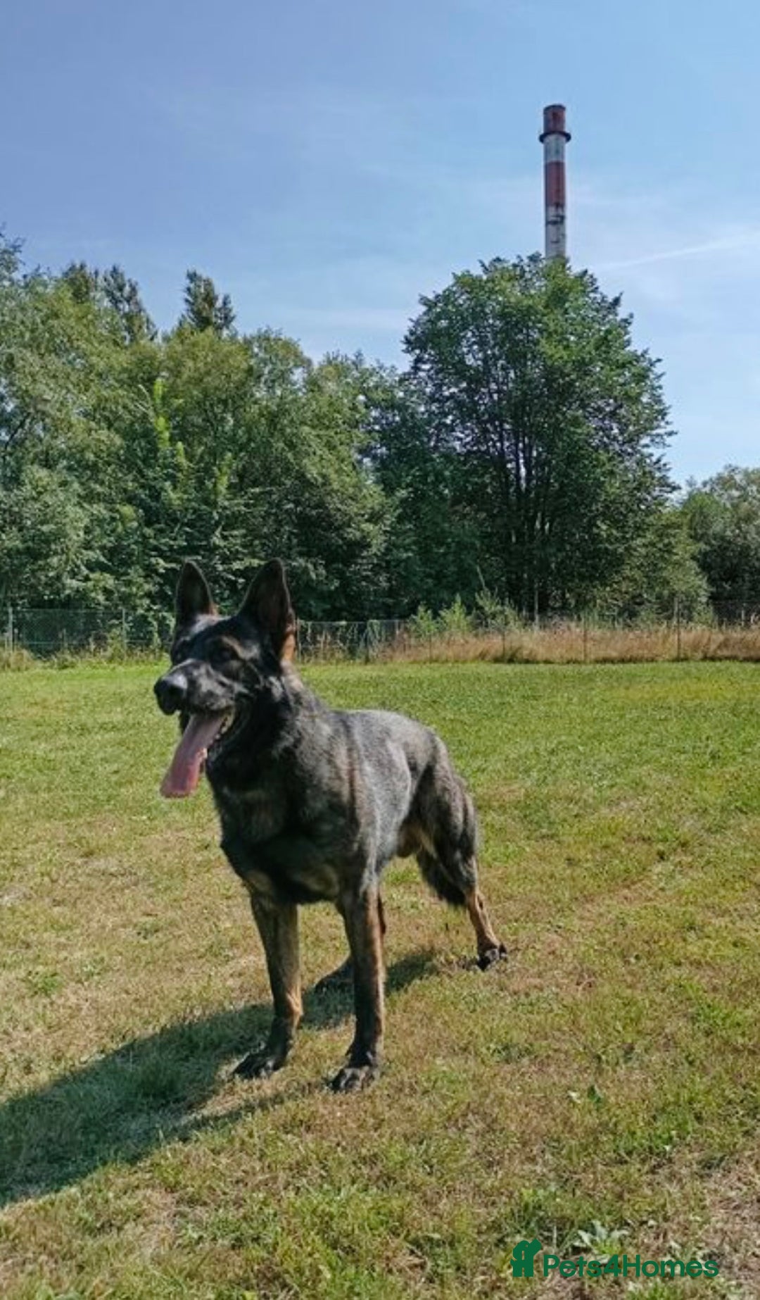 German Shepherd dogs for sale: DDR Working Line GSD Puppies Rare Working Lines - Advert 6