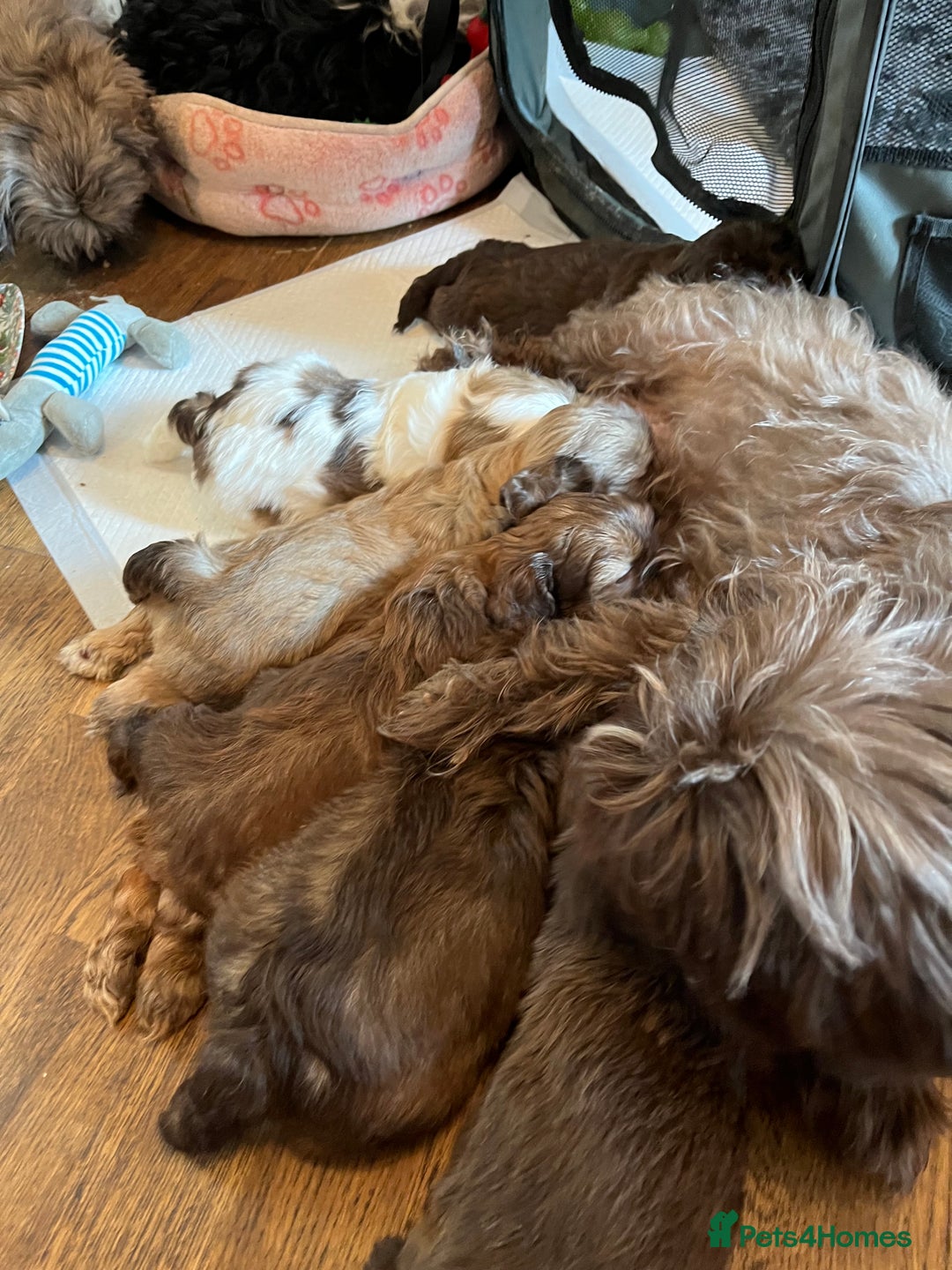 Shih Tzu dogs for sale: Adorable Shih Tzu puppies  - Image 6