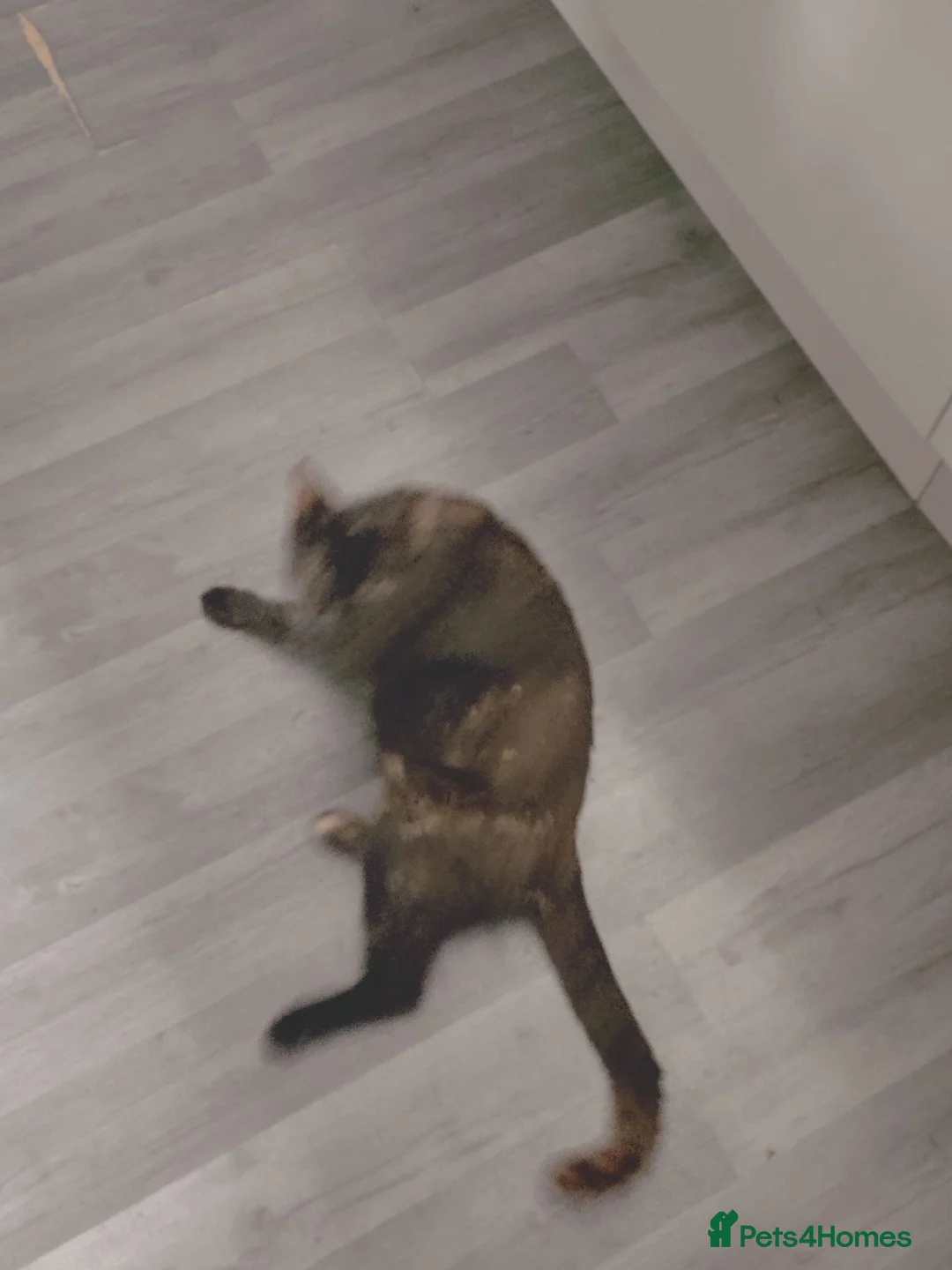 Mixed Breed cats for sale: Kittens  - Advert 1