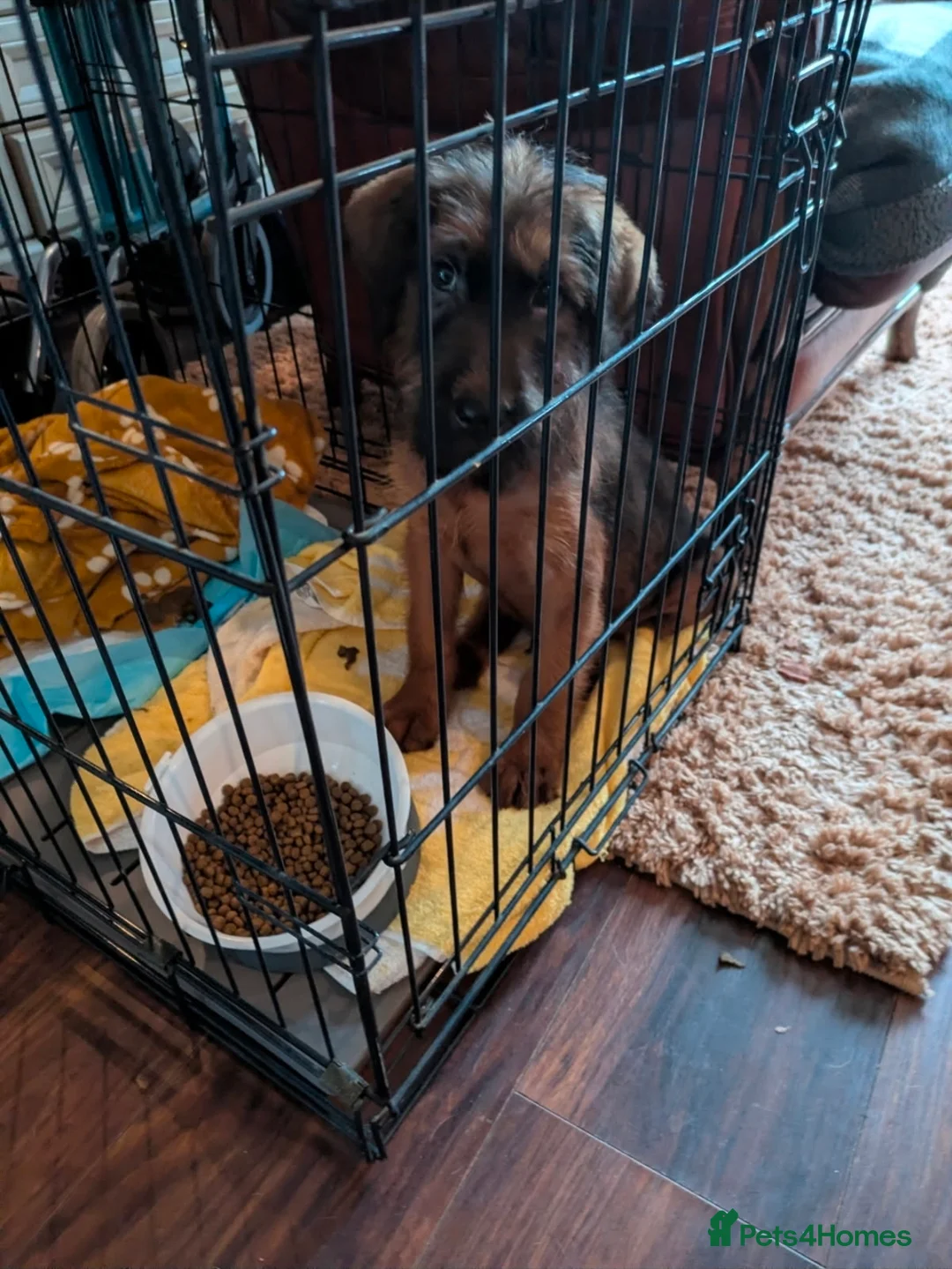 Double Doodle dogs for sale: 6 months old puppy for sale  - Advert 2