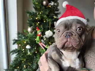 French Bulldog dogs Beautiful blue French bull dog - Advert 1