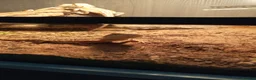 Bearded Dragon reptiles for sale: Babies bearded dragons  - Advert 7