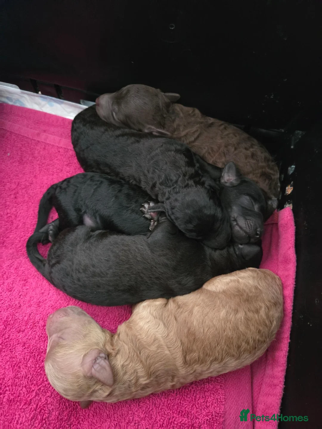 Toy Poodle dogs for sale: Beautiful KC Registered Toy Poodle Puppies - Advert 1