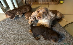 Cocker Spaniel dogs for sale: Kc Reg Pure bred show cocker spaniels  - Image 4