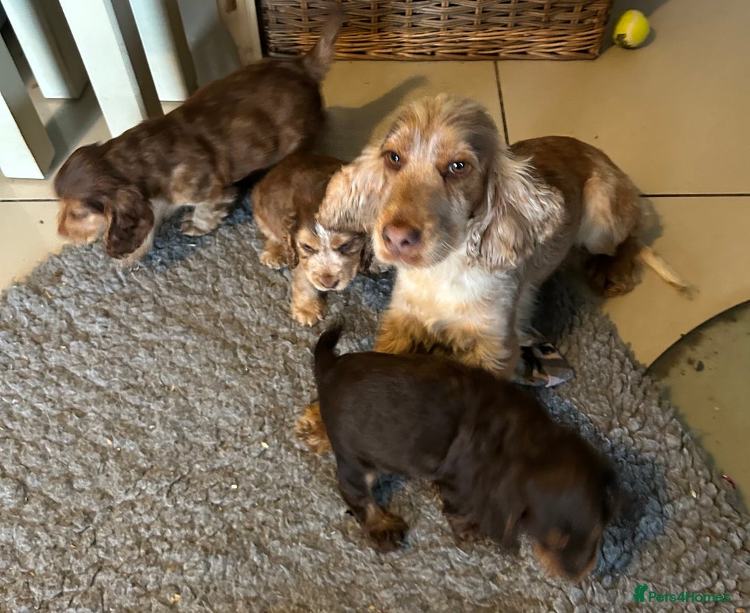 Cocker Spaniel dogs for sale: Kc Reg Pure bred show cocker spaniels  - Image 4