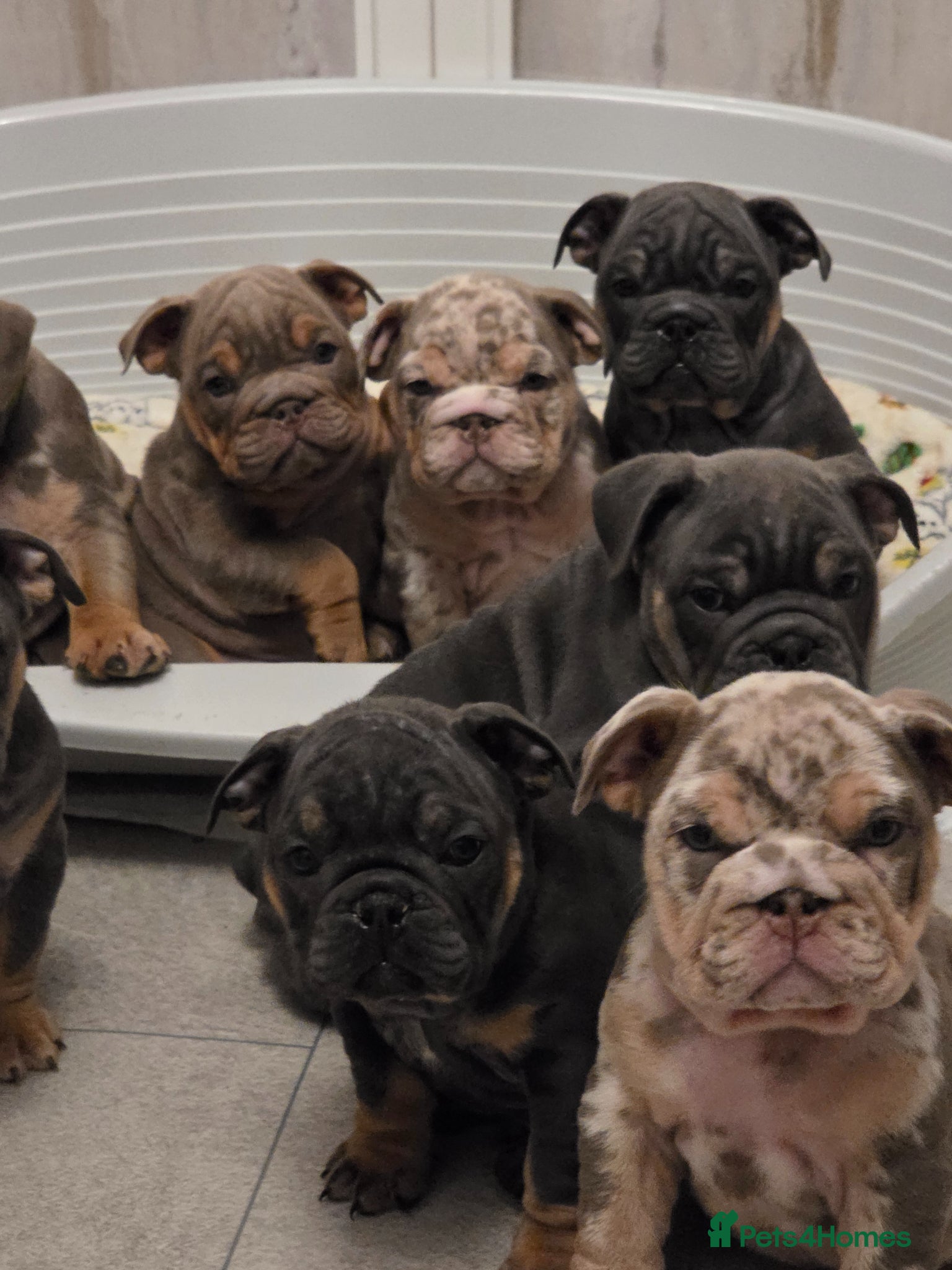 English Bulldog dogs british bulldog pups ready now  - Advert 3