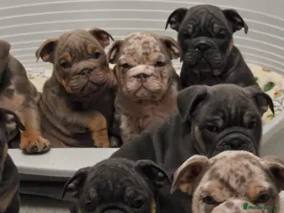English Bulldog dogs british bulldog pups ready now - Advert 3
