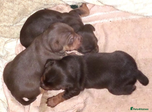 Jack Russell dogs Beautiful Muchwenlock Jack Russell puppies 🐾 - Advert 1