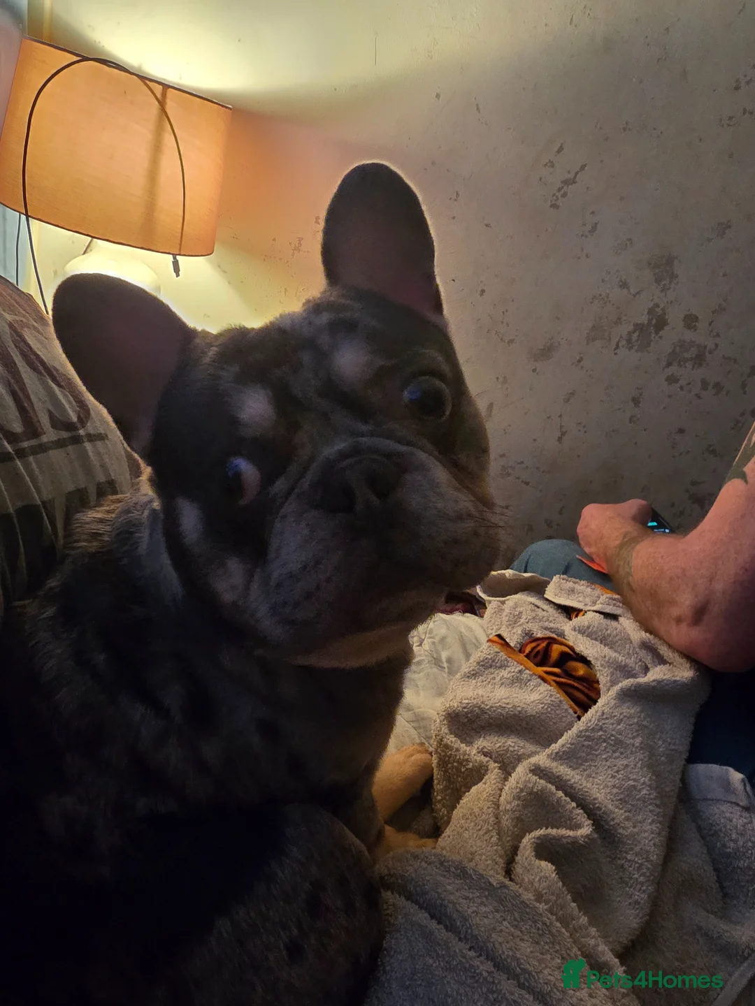 French Bulldog dogs for sale: MELAL MALE FRENCHIE  - Advert 4
