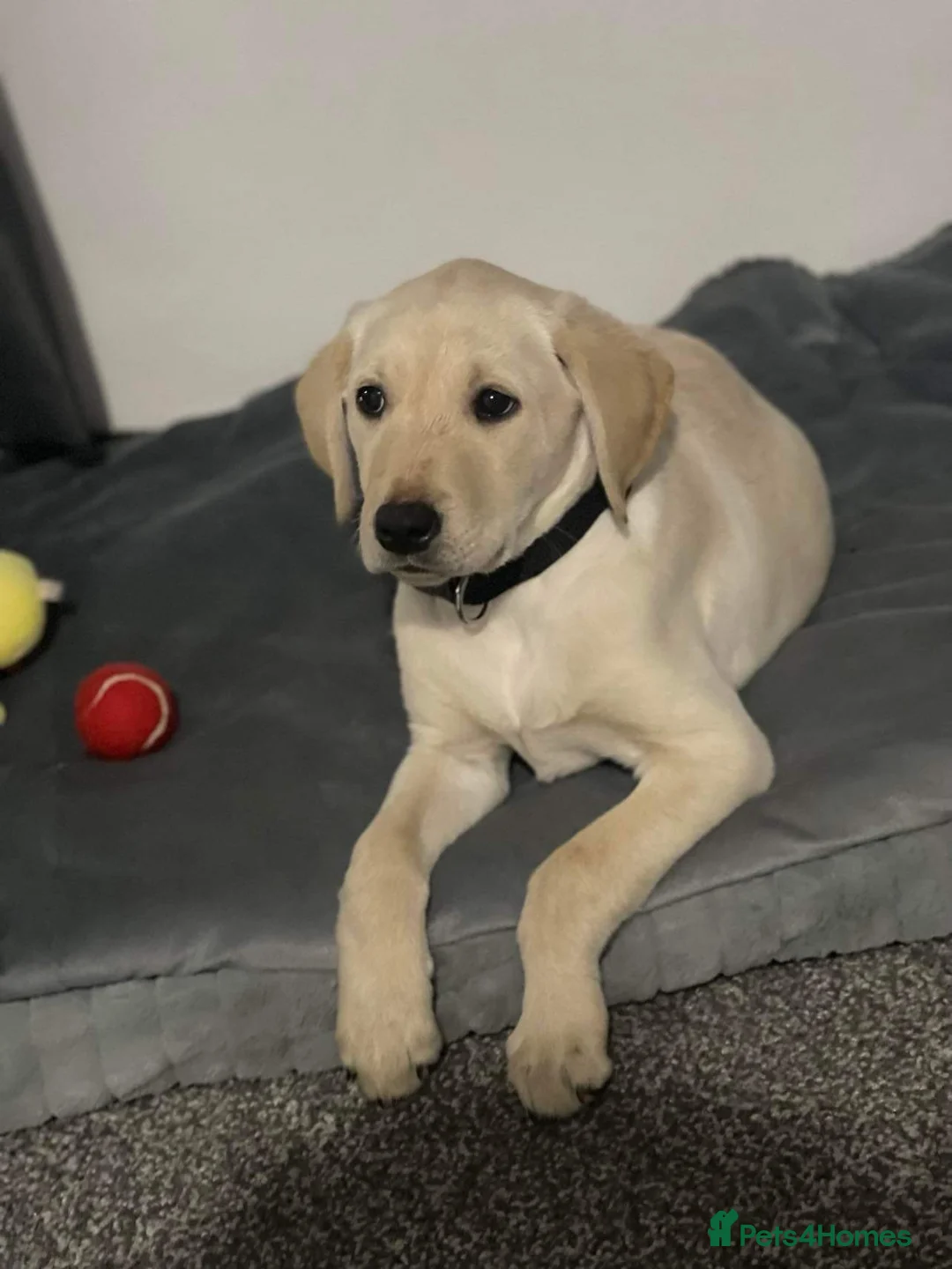 Labrador Retriever dogs for stud: Working Yellow Labrador Retriever for Stud in Chesterfield - Advert 2