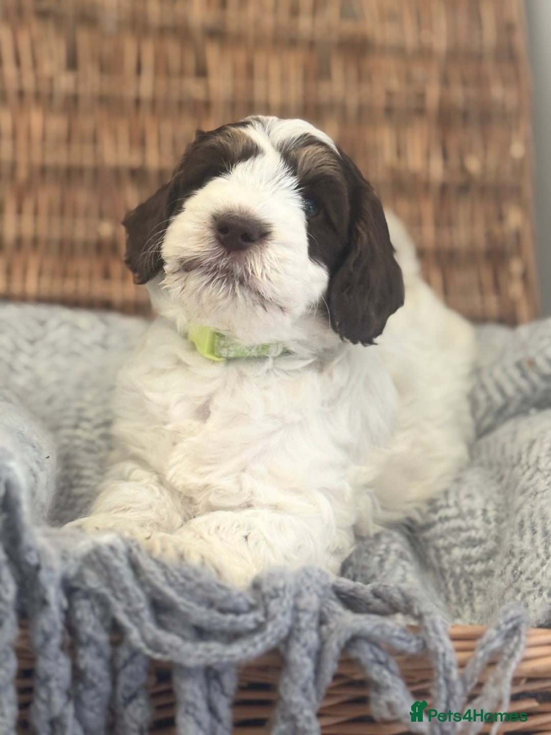Cockapoo dogs for sale: Cockapoo puppies. Fully DNA tested.  - Image 12