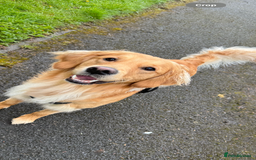 Golden Retriever dogs for sale: Perfect Golden Retriever Pups due 21st November!  - Image 11