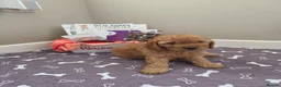 Cockapoo dogs for sale: 2 ADORABLE male Cockapoo puppies available!  - Advert 12
