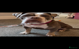 Olde English Bulldogge dogs for sale: Lyla  - Image 1