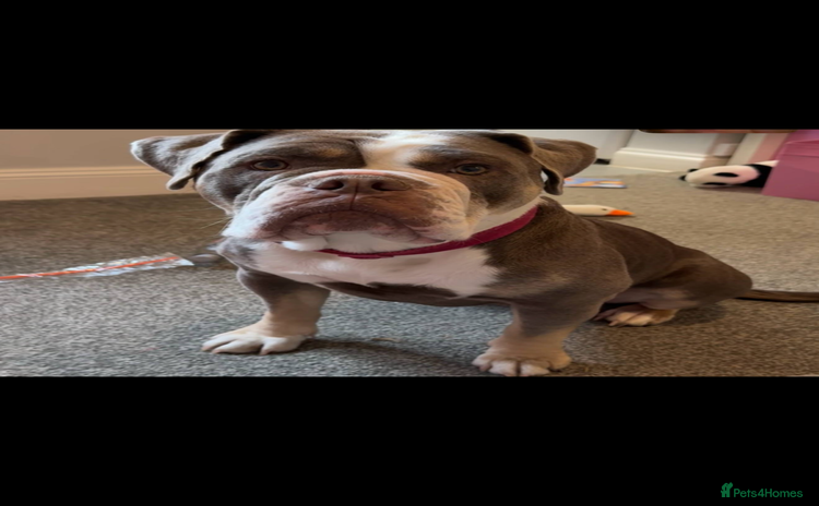 Olde English Bulldogge dogs - Advert 1