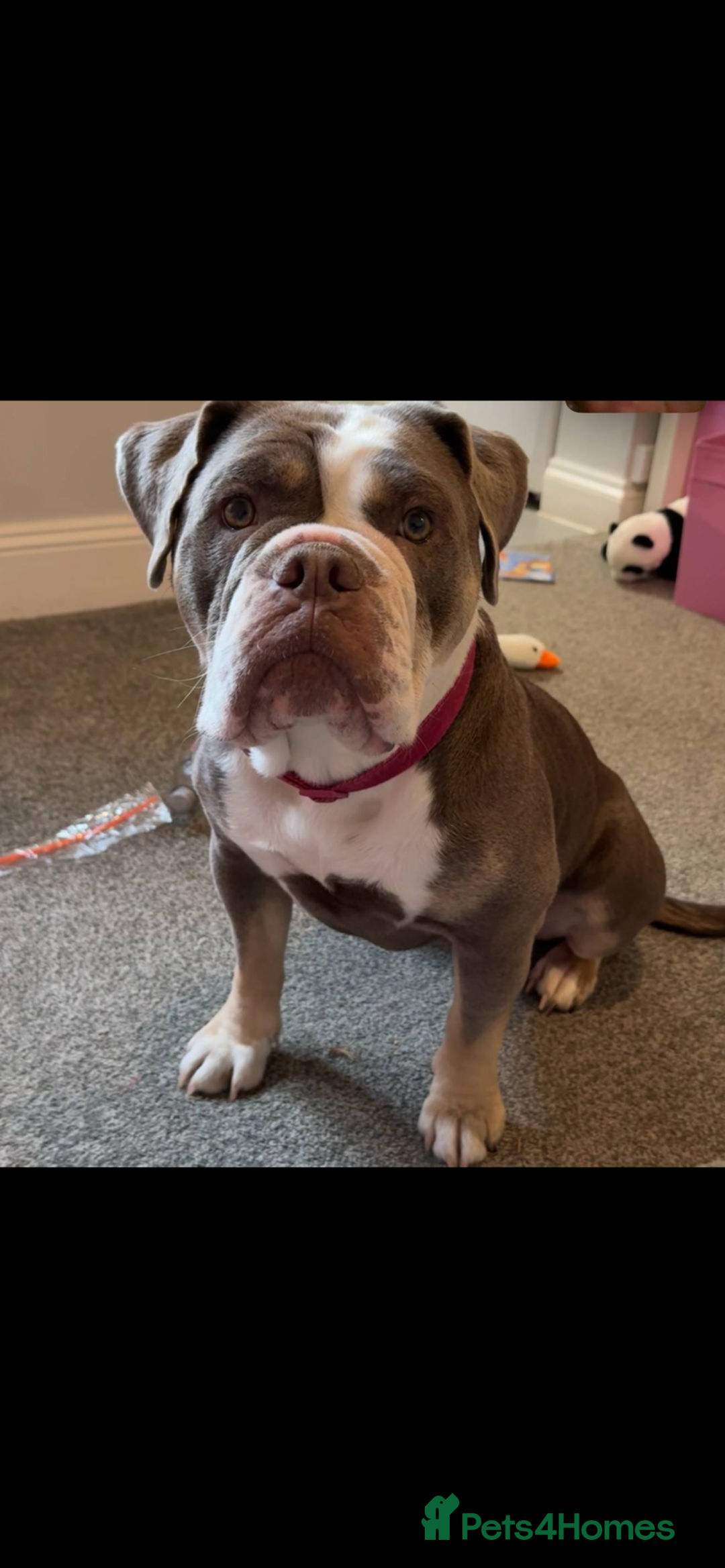 Olde English Bulldogge dogs for sale: Lyla  - Image 1