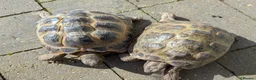 Tortoise reptiles for sale: Horsefield tortoises - Advert 1