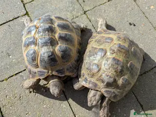 Tortoise reptiles for sale: Horsefield tortoises - Advert 2