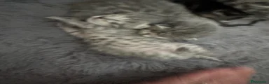 Bengal Kitten 4