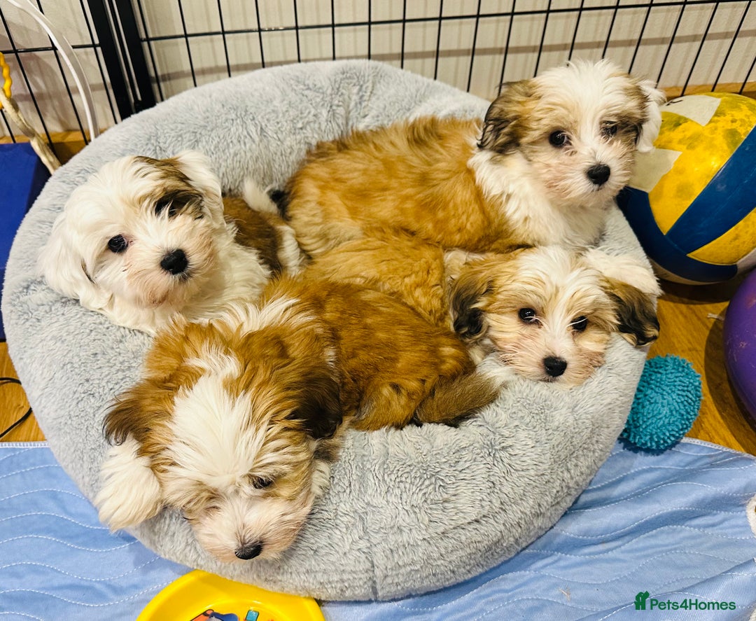Havanese dogs for sale: Havanese Puppies - KC Reg, Champ Show Lines - Image 3
