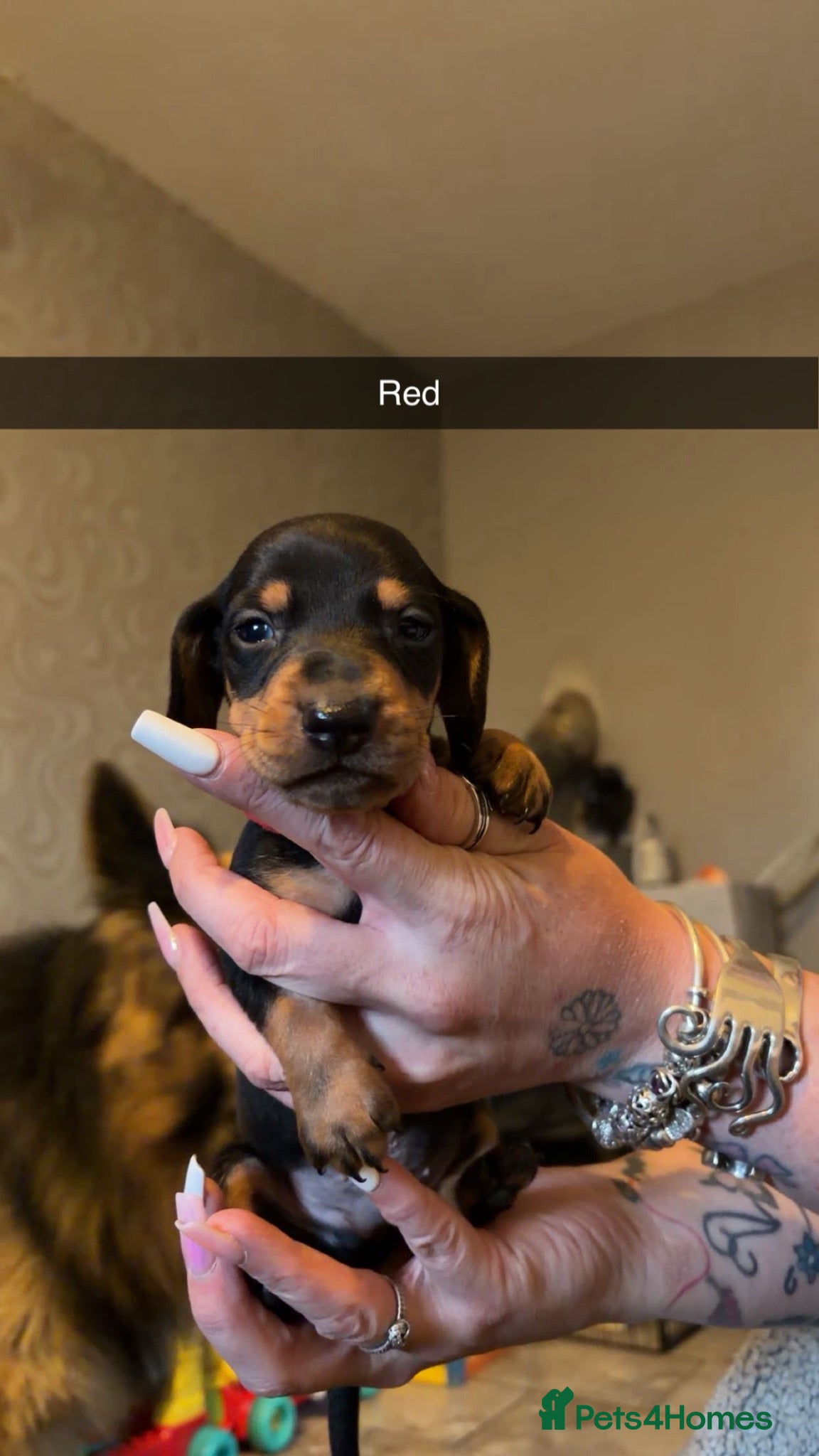Dachshund dogs Mini/standard dachshund male  - Advert 1