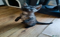 Bengal cats for sale: Three Bengals - Image 5